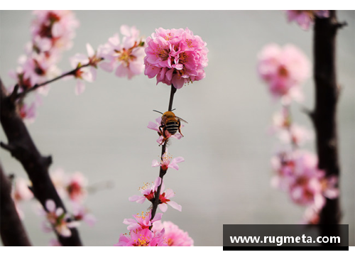 蝶恋花香，蜂采蜜意——探寻繁花似锦的多情季节